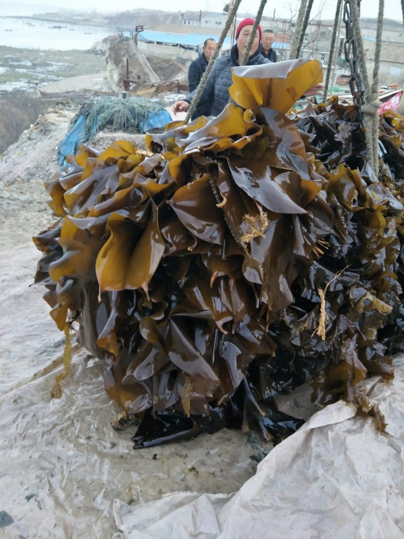 海带…新鲜的海带…