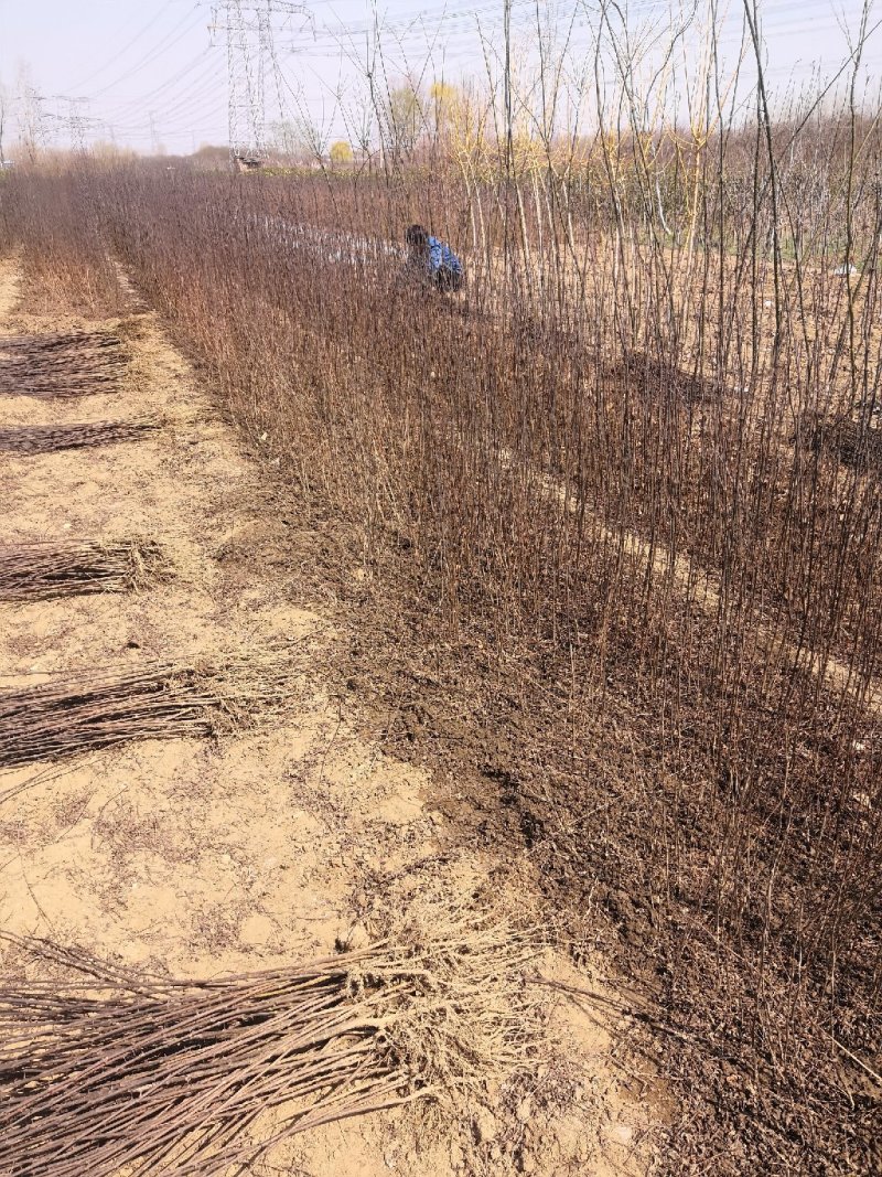 大红袍花椒树苗价格狮子头花椒苗九叶青花椒树