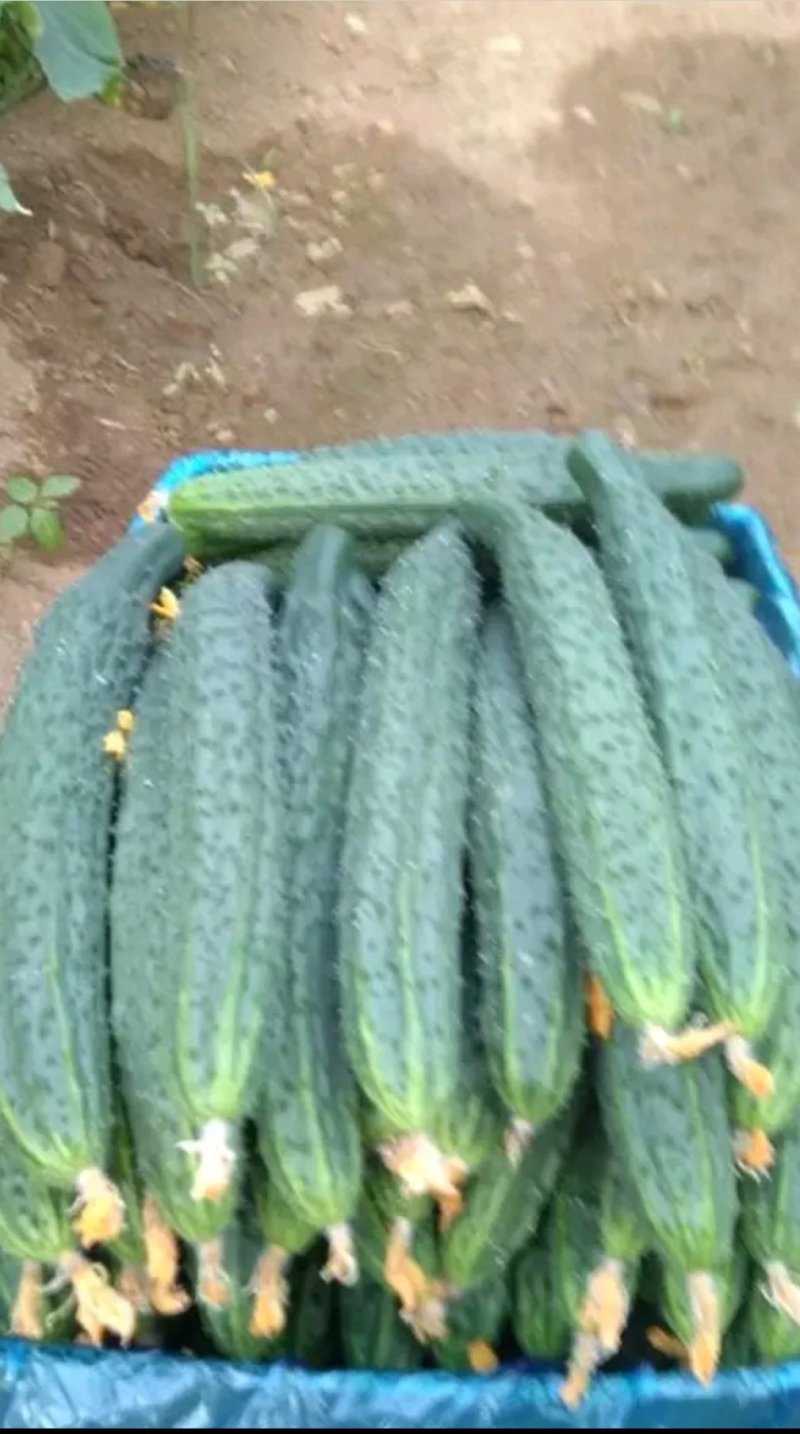 刺黄瓜干花带刺22~25公分