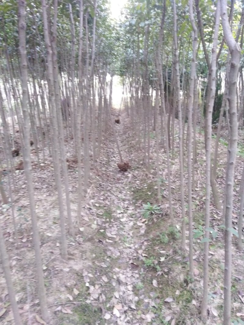 大叶女贞3一7公分一级二级都有，大量有货，有需要欢迎采购