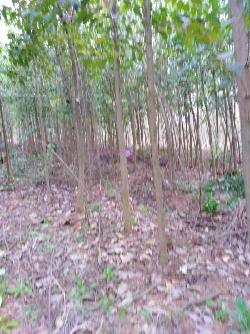 大叶女贞3一7公分一级二级都有，大量有货，有需要欢迎采购