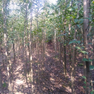 大叶女贞3一7公分一级二级都有，大量有货，有需要欢迎采购