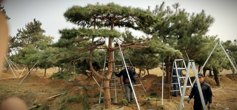 全国最大的造型松基地