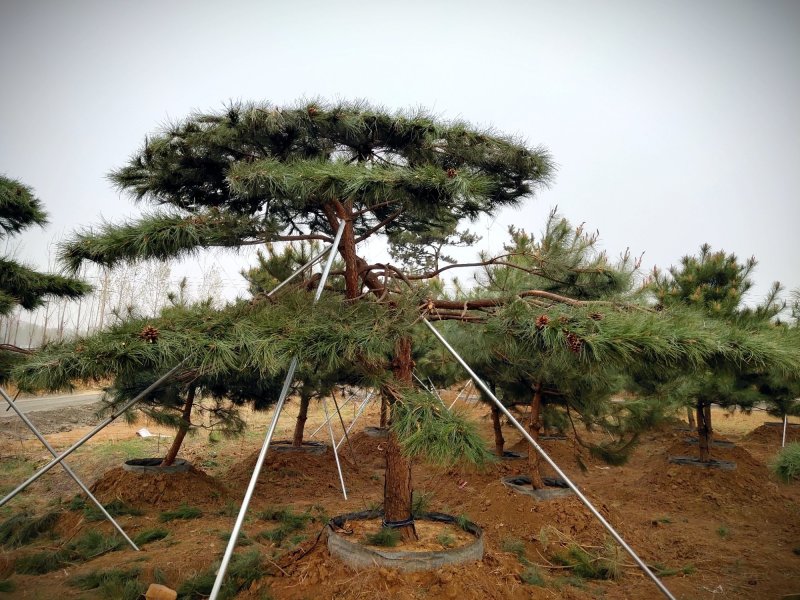 全国最大的造型松基地