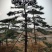 全国最大的造型松基地