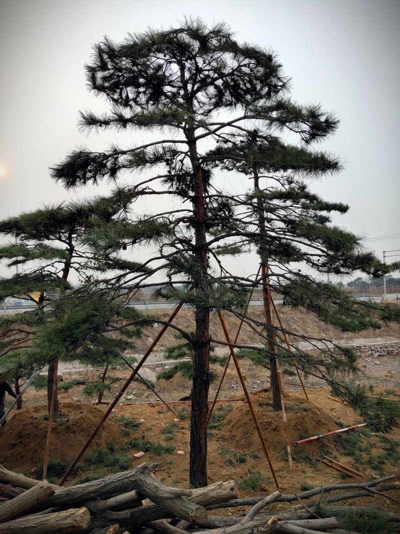 全国最大的造型松基地