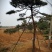 全国最大的造型松基地