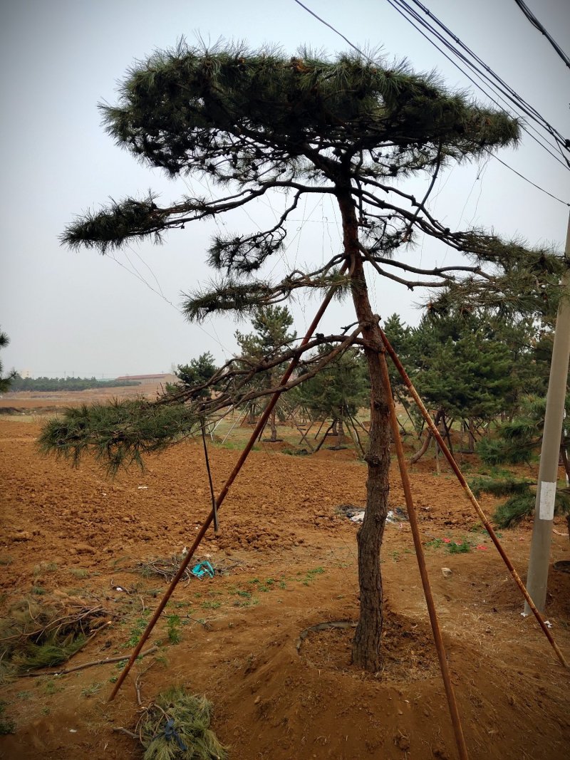 全国最大的造型松基地