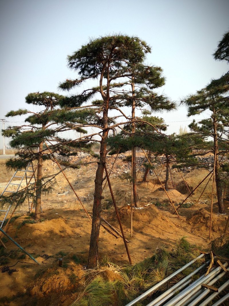 全国最大的造型松基地