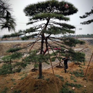 全国最大的造型松基地