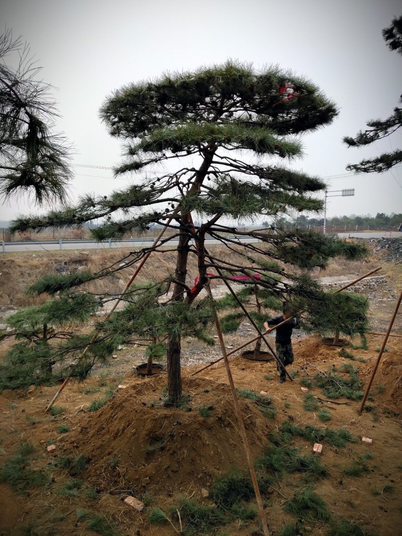 全国最大的造型松基地