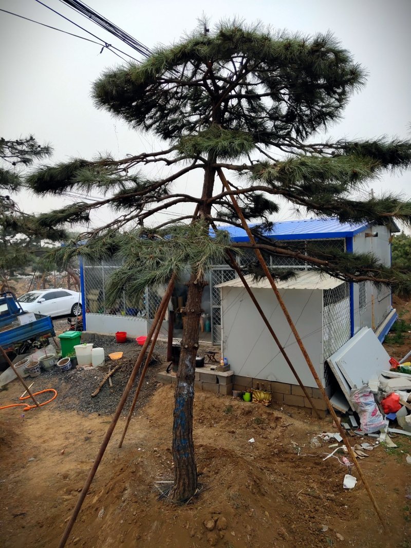 全国最大的造型松基地