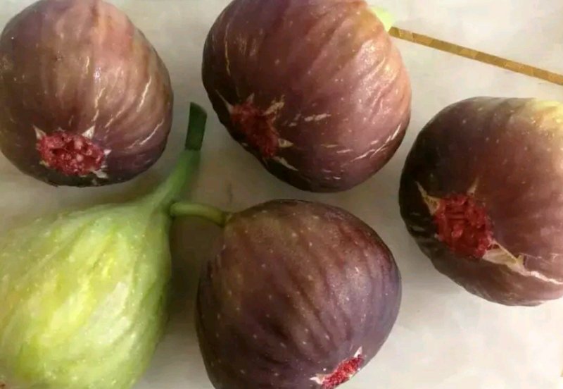 无花果苗