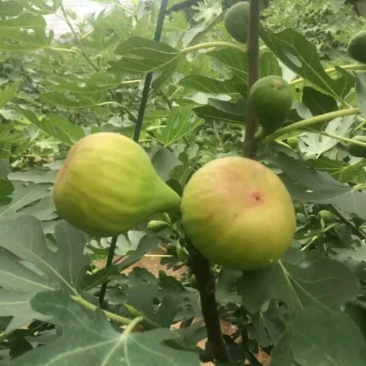 无花果苗