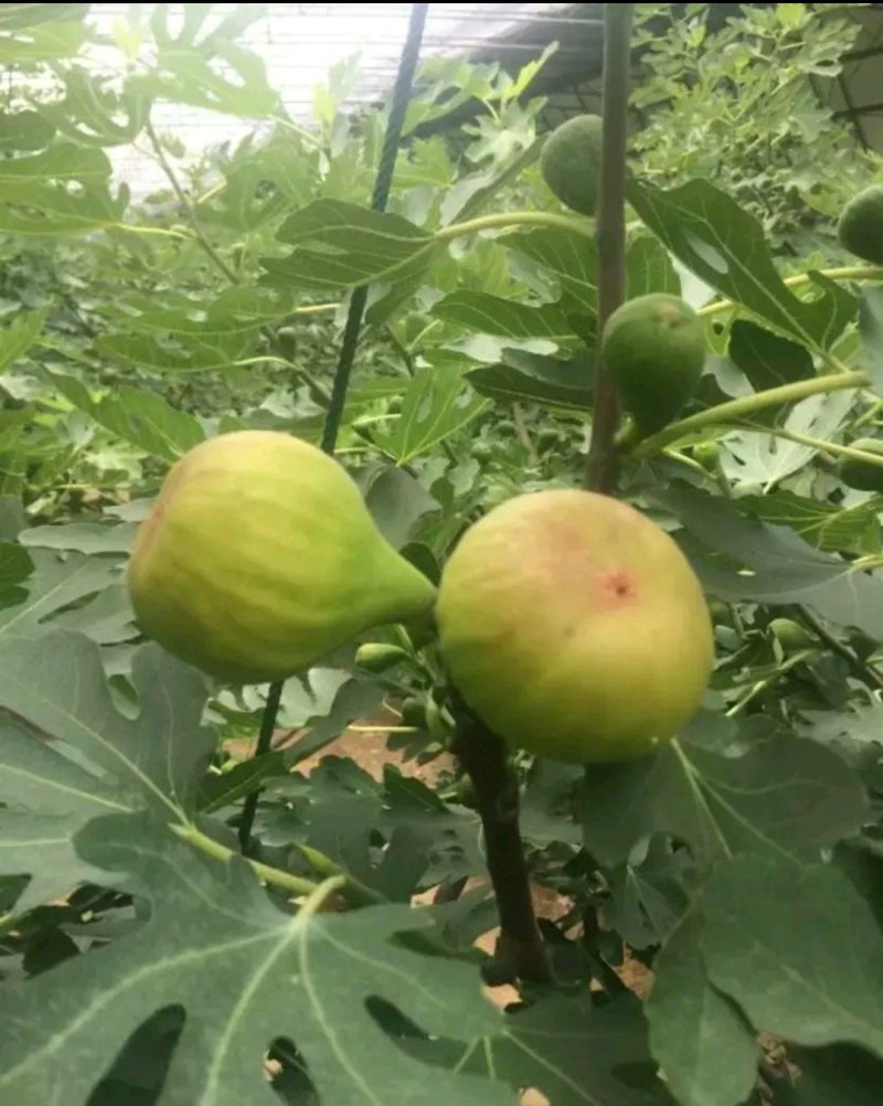 无花果苗