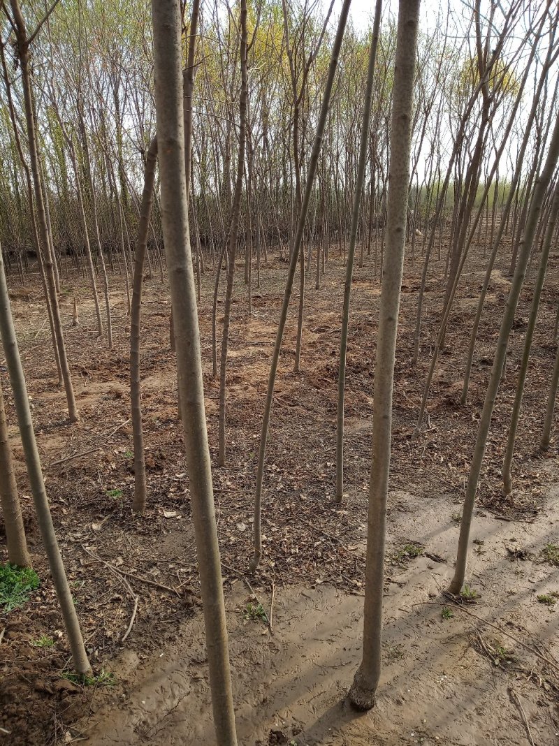 白蜡5公分