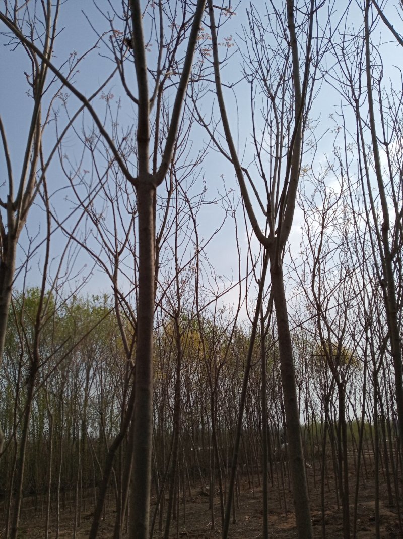 白蜡5公分
