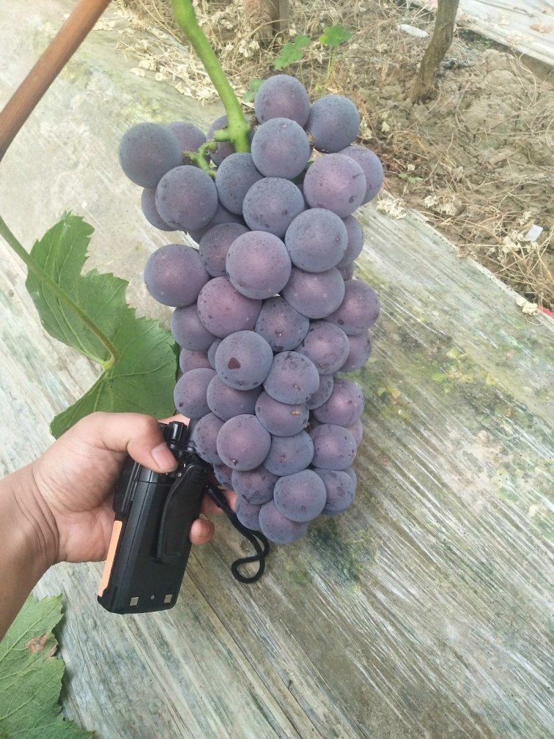 藤捻乒乓球葡萄乒乓球葡萄