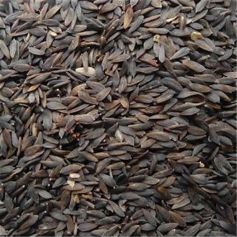 黑苣胜黑苣胜子黑巨胜生菜籽无硫净货保正品批发零售冷背中药