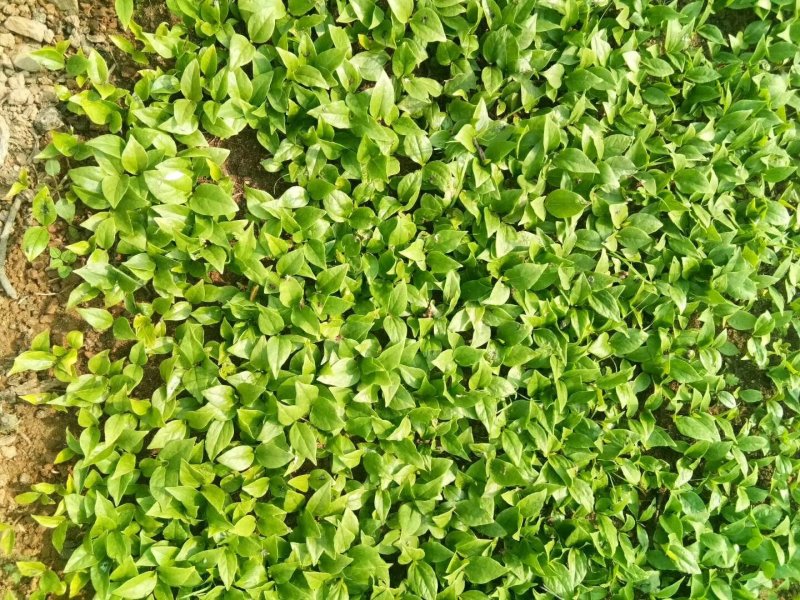 玉兰芽苗