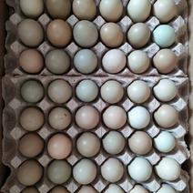 常年供应新鲜野鸡蛋，七彩山鸡蛋，包新鲜。货到付款欢迎