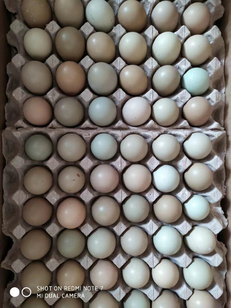常年供应新鲜野鸡蛋，七彩山鸡蛋，包新鲜包邮。货到付款欢迎