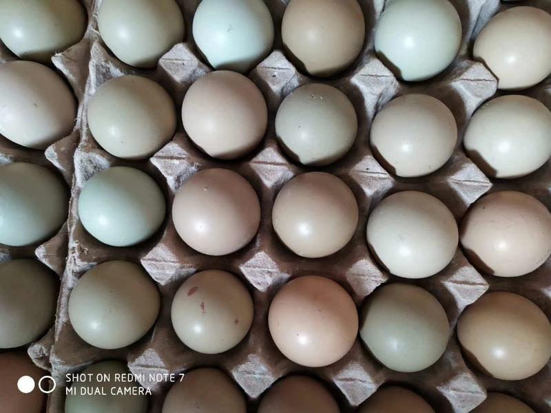 常年供应新鲜野鸡蛋，七彩山鸡蛋，包新鲜包邮。货到付款欢迎