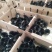 鸡苗