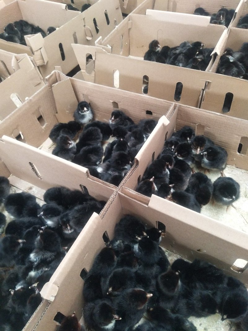 鸡苗