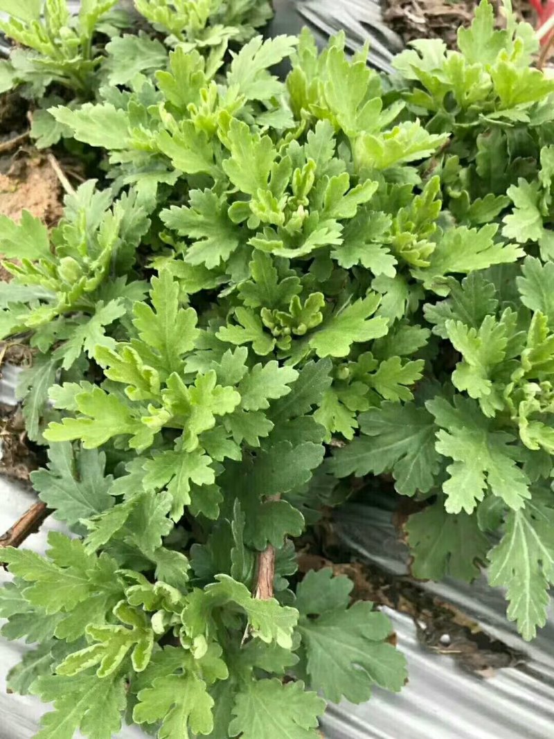 供各种菊花苗，技术指
