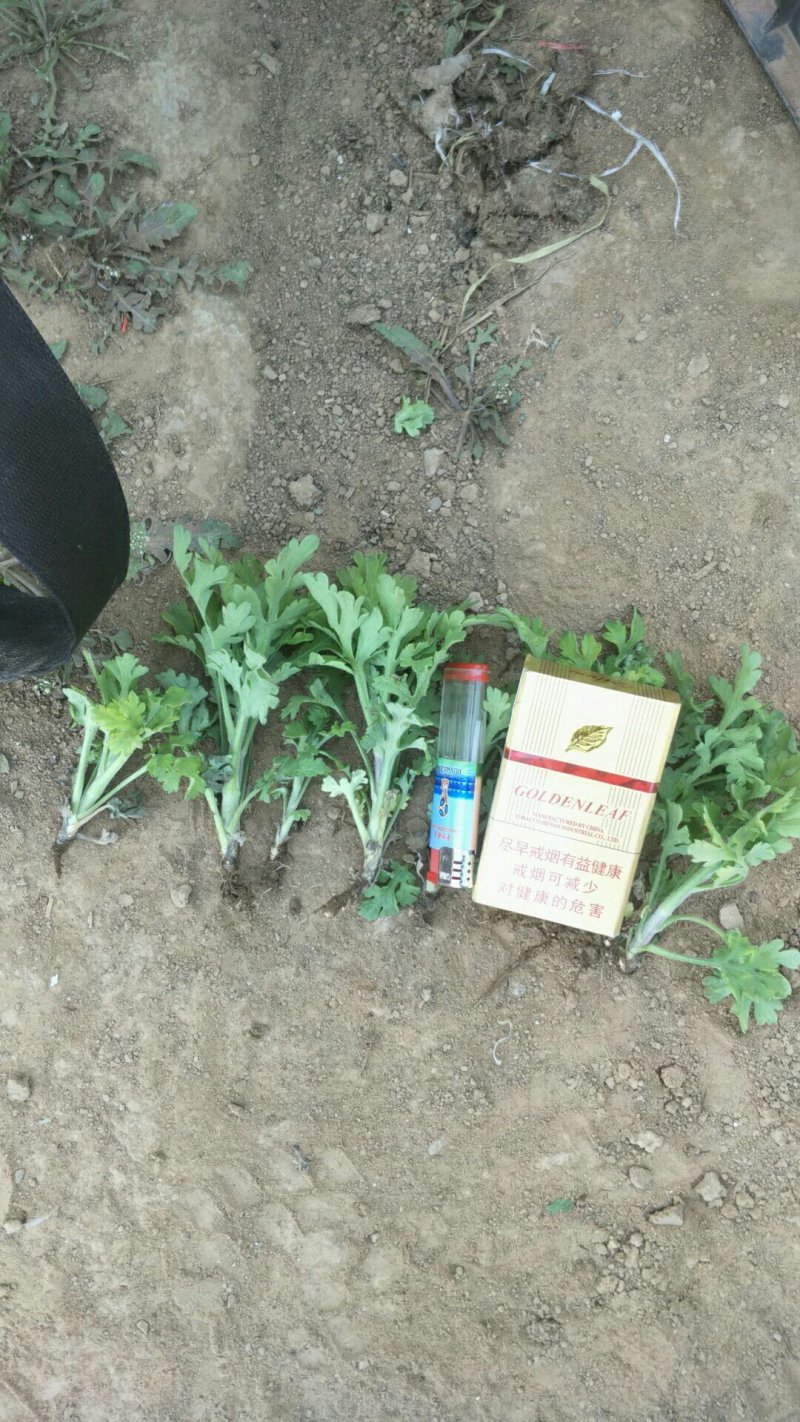 供各种菊花苗，技术指