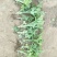 供各种菊花苗，技术指