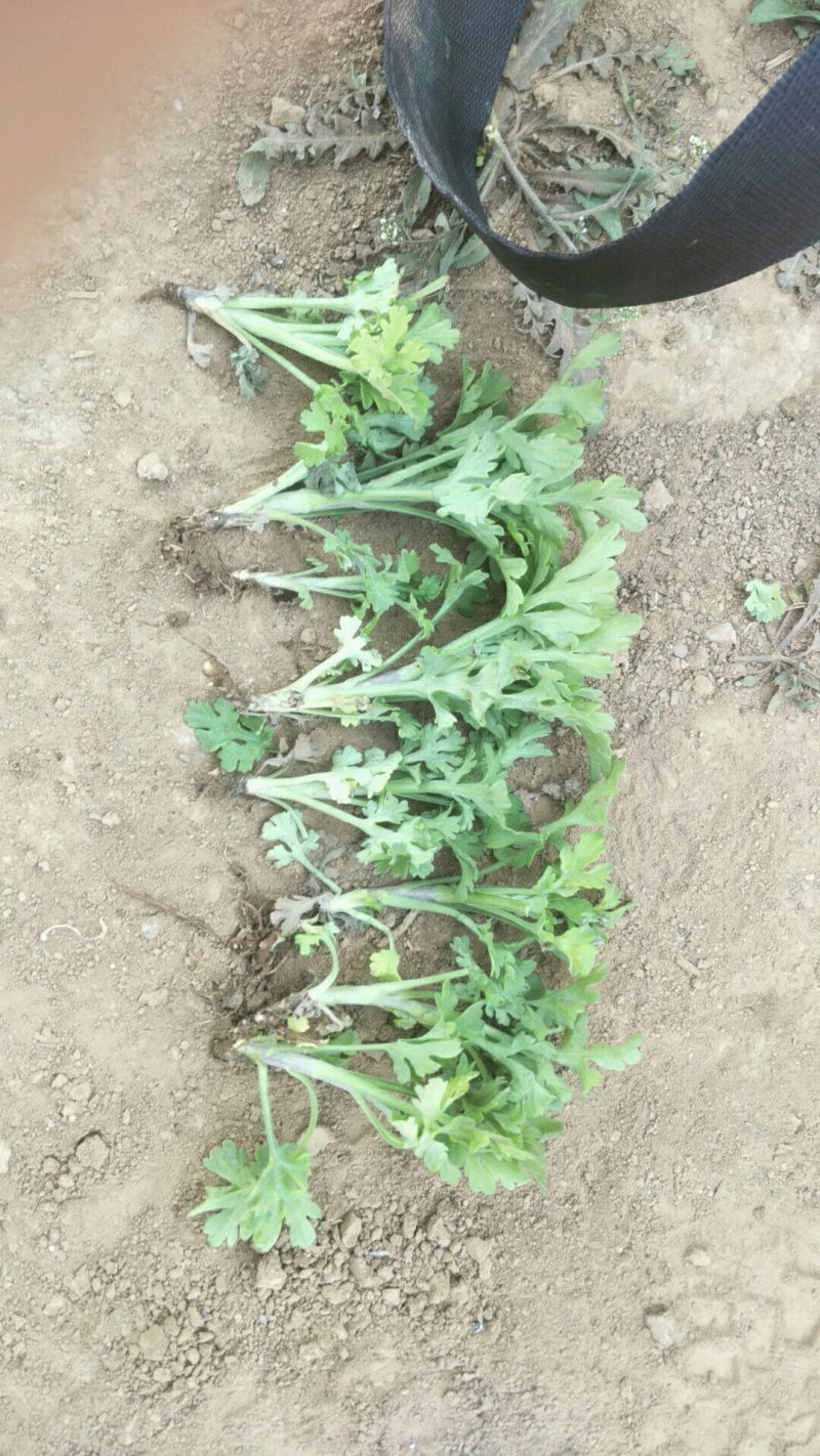 供各种菊花苗，技术指