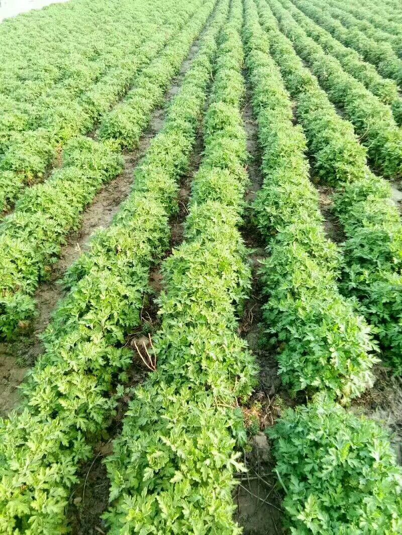 供各种菊花苗，技术指
