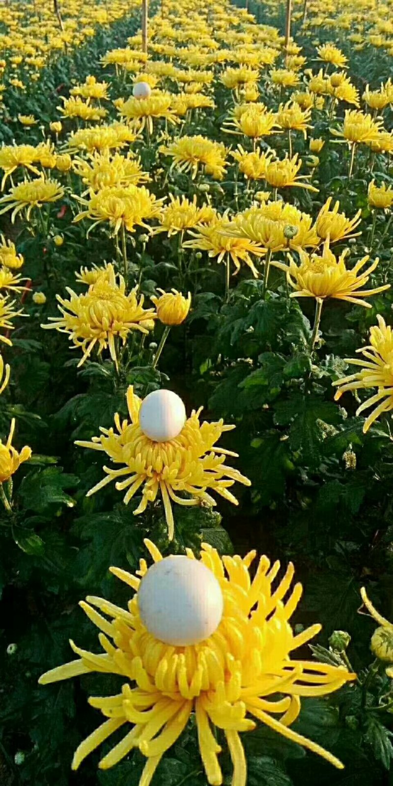 供各种菊花苗，技术指