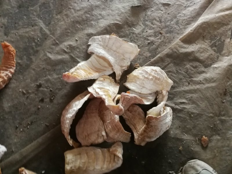 楠竹笋笋干精品玉兰片，无硫熏烤，产地直销