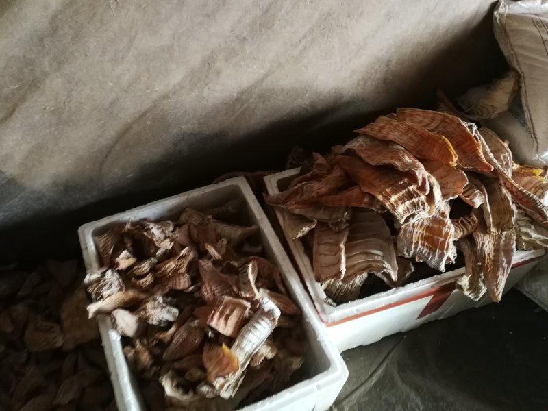 楠竹笋笋干精品玉兰片，无硫熏烤，产地直销