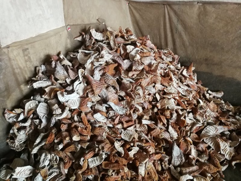 楠竹笋笋干精品玉兰片，无硫熏烤，产地直销