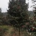 茶花（山茶花）四川高县泳清茶花种植场长年供应各种规格优质
