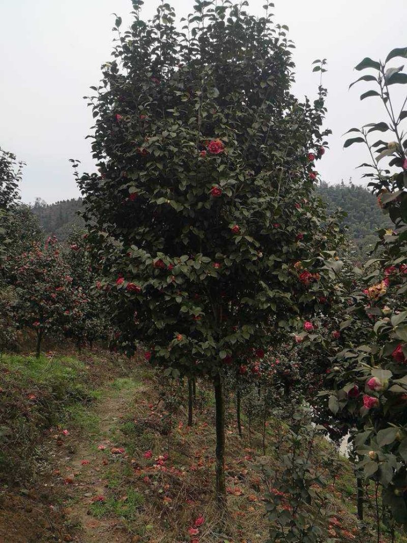 茶花（山茶花）四川高县泳清茶花种植场长年供应各种规格优质
