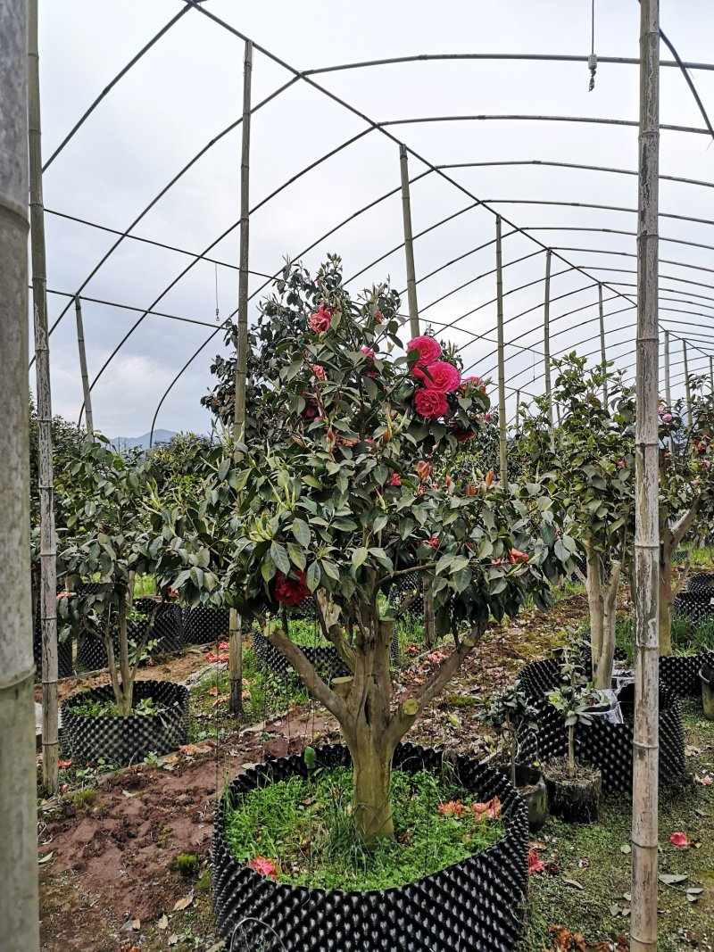 茶花（山茶花）四川高县泳清茶花种植场长年供应各种规格优质
