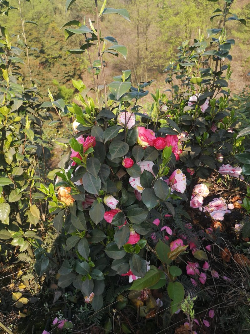茶花（山茶花）四川高县泳清茶花种植场长年供应各种规格优质