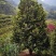 茶花（山茶花）四川高县泳清茶花种植场长年供应各种规格优质