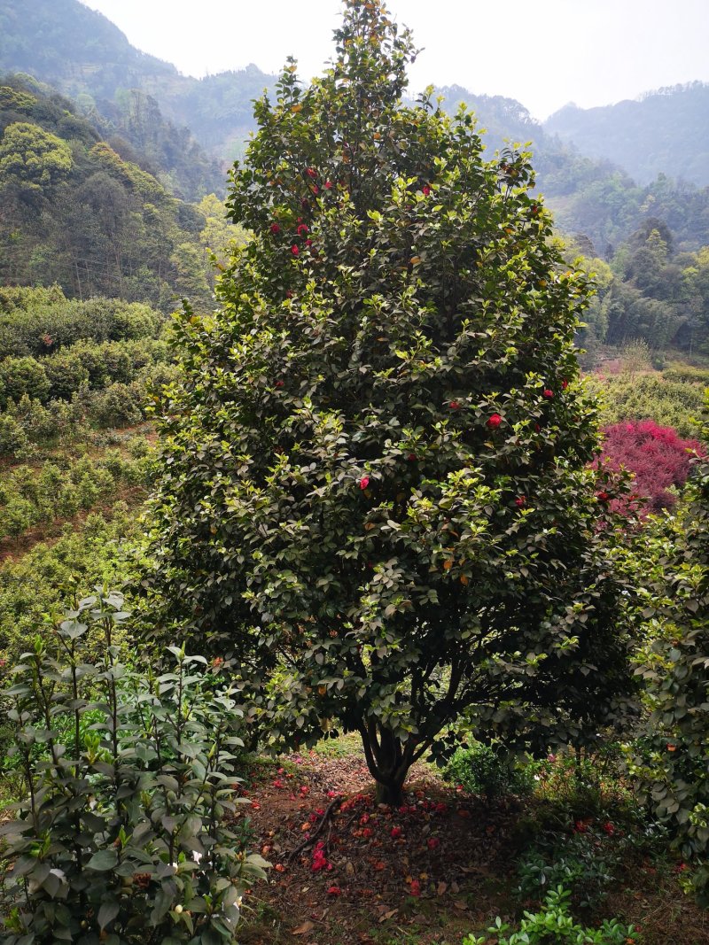 茶花（山茶花）四川高县泳清茶花种植场长年供应各种规格优质