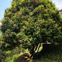 茶花（山茶花）四川高县泳清茶花种植场长年供应各种规格优质