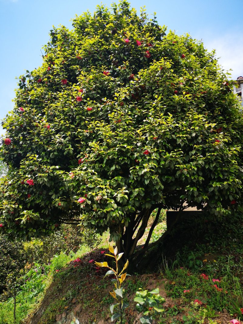 茶花（山茶花）四川高县泳清茶花种植场长年供应各种规格优质