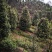 茶花（山茶花）四川高县泳清茶花种植场长年供应各种规格优质