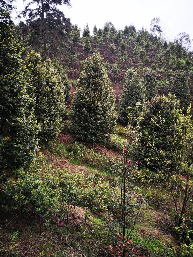 茶花（山茶花）四川高县泳清茶花种植场长年供应各种规格优质
