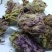 芙蓉花木芙蓉花拒霜花无硫净货散装花茶批发零售中药材