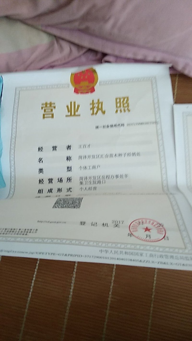 栾树种子沙藏好的种子，随时下地播种